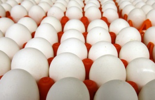 Yumurta üretiminde artış var