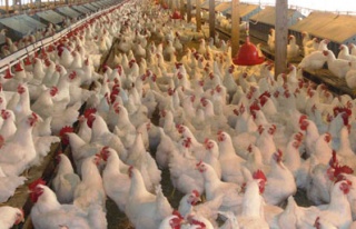 Beyaz ette hijyen tartışması