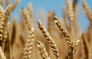 Trakya'da çiftçi buğdaydan ümitli
