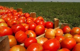 Tonlarca domates Rusya'dan geri çevrildi!