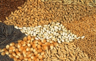 Yabancı tohum üreticileri Bursa'ya akıyor
