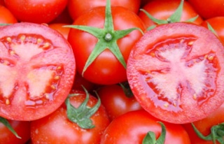 Hem ucuz hem de sağlıklı domates geliyor