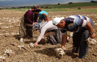 Sarımsak hasadı başladı