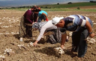 Sarımsak hasadı başladı