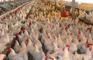 Tavuk etinde antibiyotik tehlikesi