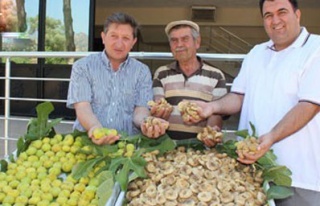 Sezonun ilk kuru inciri tescil edildi