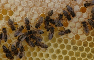 Arı ölümlerinin nedenleri araştırılıyor