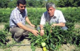 Tropik bitkiler Türkiye'ye kazandırılıyor