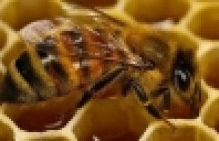 7 milyar arıya ihtiyaç var