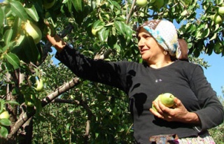 Santa Maria Armudu toplanmaya başlandı