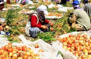 Erkenci soğanın hasadına başlandı