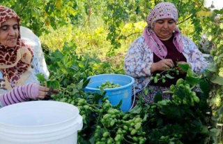 Şerbetçiotu altın madalya kazandırdı