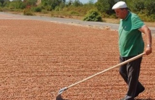 Uçak pisti fındık harmanı oldu