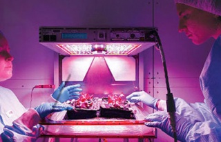 NASA uzayda sebze yetiştirecek