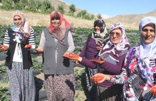 Çilek 'Kınallı Ellerin' yüzünü güldürecek