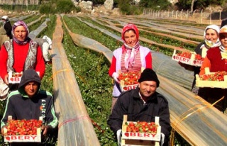 Silifkede sonbaharda çilek hasadı