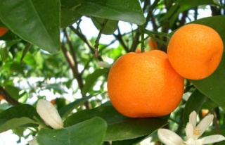 Neden fazla turunçgil tüketmeliyiz?