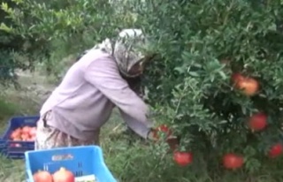 Nar üretiminde Denizli farkı yaşanıyor
