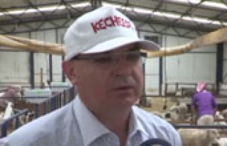 Türkiye'de keçi sütü üretimi hızla artıyor