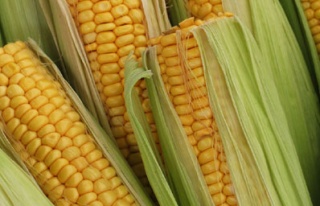 Dünya mısır üretimi 80 milyon ton artacak