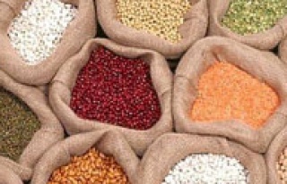 Aşırı yağışlar bakliyat rekoltesini vurdu