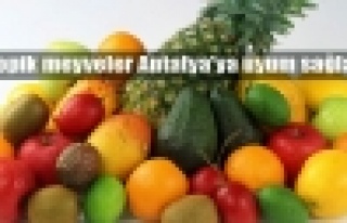 Antalya tropik meyve merkezi oluyor