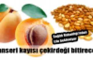 Kayısı çekirdeği kanseri bitirebilir