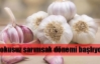 Kokusuz sarımsak dönemi başlıyor