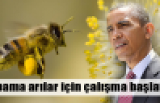 Obama arılar için çalışma başlattı