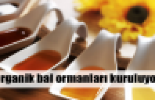 Organik bal ormanları kuruluyor