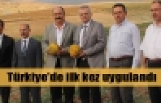 Türkiye'nin ilk organik kavun hasadı başladı