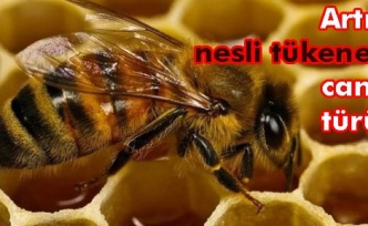Avrupa arılar için seferber oldu