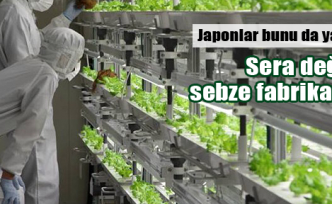 Japonlar sebze fabrikaları kuruyor