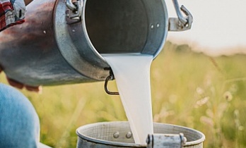 Çiğ süt fiyatlarına yağ ve protein ayarı