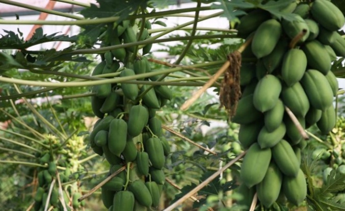 8 tropikal meyve çeşidi tescillendi