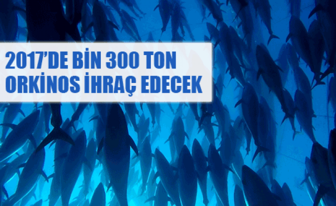 Balık ihracatının yeni yıldızı: Orkinos