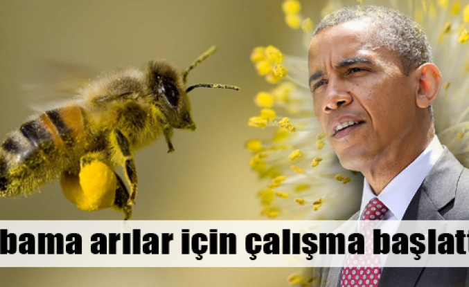 Obama arılar için çalışma başlattı
