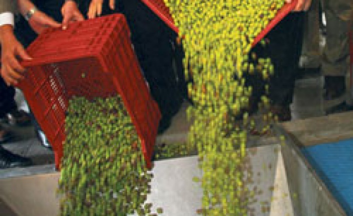 Türkiye zeytin üretiminde ikinciliğe koşuyor
