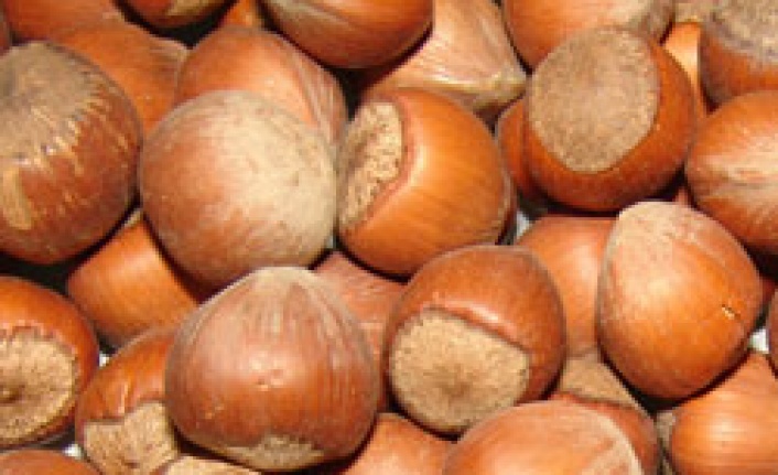 Fındık ihracat gelirlerinde artış sevindirdi