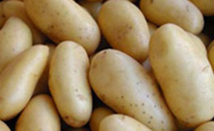 Don ödemesi patates üreticisini sevindirdi