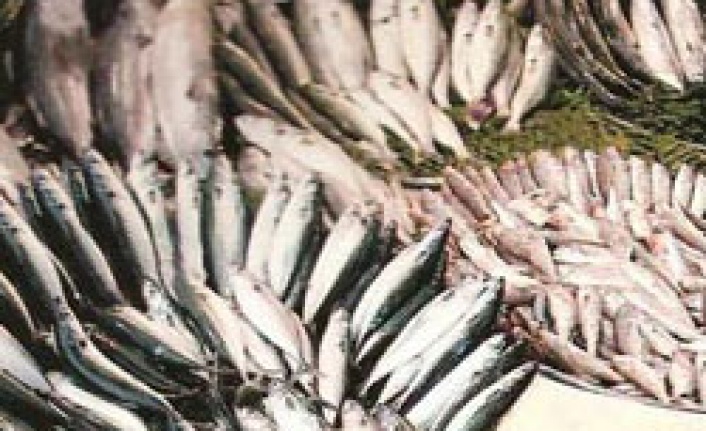 Taşıyamadığımız için balık tüketemiyoruz