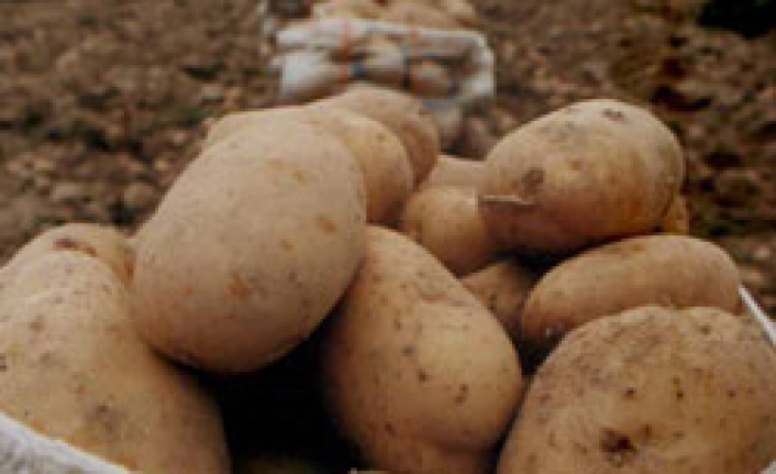 Elde kalan patates mültecilere dağıtılacak