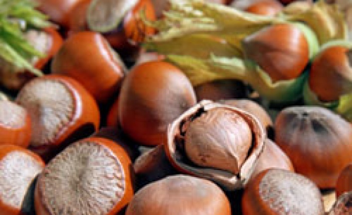 Fındık üreticisine erken hasad uyarısı