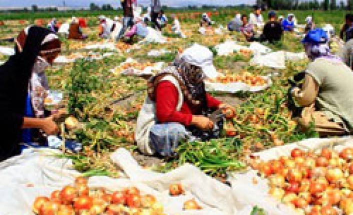 Erkenci soğanın hasadına başlandı