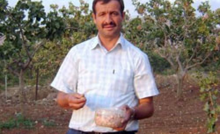 Siirt fıstığında rekolte endişesi var