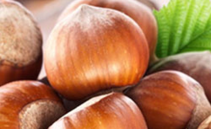 Artık fındığın avantajları da konuşulmalı