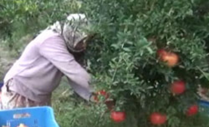 Nar üretiminde Denizli farkı yaşanıyor