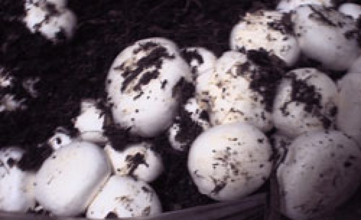 Kültür mantarı işletmeleri mantar gibi patladı