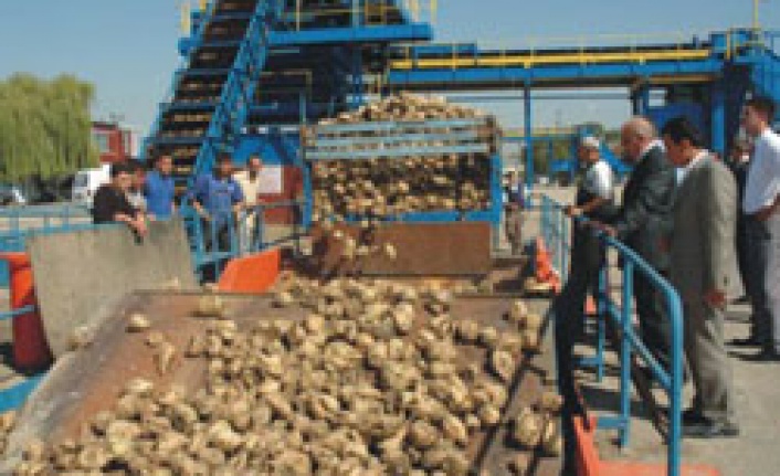Şeker üretiminde artış beklentisi