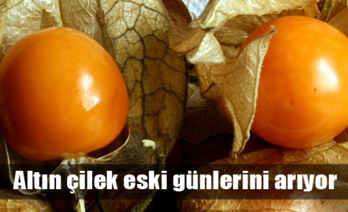 Altın çilek altın çağını özlüyor!